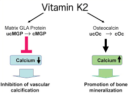 Vitamin K-dependent proteins
